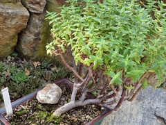 Crassula planifolia