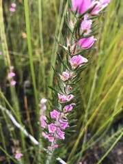 Boronia stricta