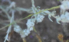 Micropus californicus