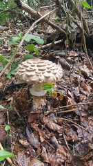 Chlorophyllum rhacodes