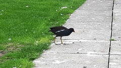 Gallinula chloropus chloropus