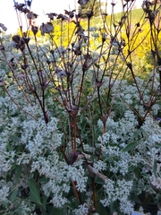 Valeriana officinalis