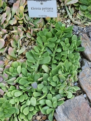 Kleinia petraea