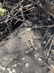 Microlophus bivittatus