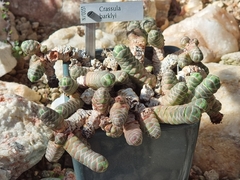 Crassula barklyi