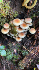 Hypholoma capnoides