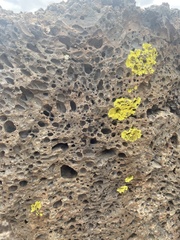 Candelariaceae