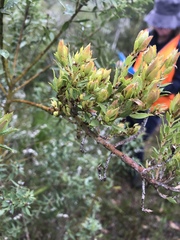 Pultenaea reticulata