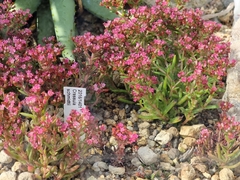 Crassula exilis