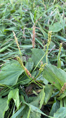 Plantago