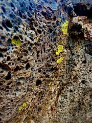 Candelariaceae