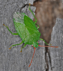 Sinopla perpunctatus