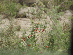 Ibervillea tenuisecta