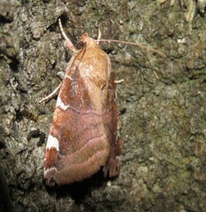Cosmia diffinis