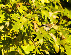 Setophaga coronata