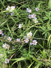 Symphyotrichum puniceum