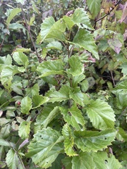 Viburnum