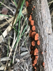 Anthracophyllum archeri