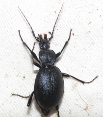 Cychrus caraboides