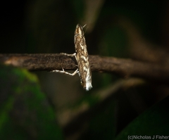 Epicephala trigonophora