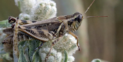 Melanoplus bispinosus