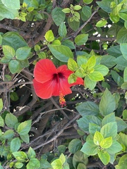 Hibiscus