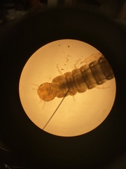 Polycentropodidae