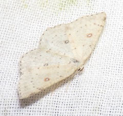 Cyclophora albipunctata
