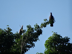Patagioenas flavirostris