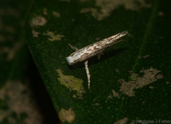 Epicephala trigonophora
