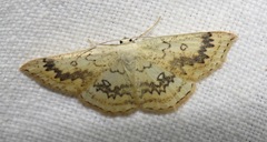 Cyclophora annularia