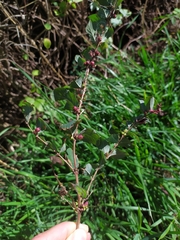 Symphoricarpos orbiculatus