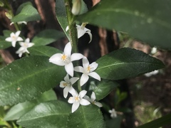 Crowea angustifolia