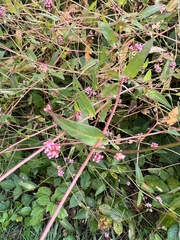 Persicaria sagittata