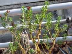 Sedum frutescens