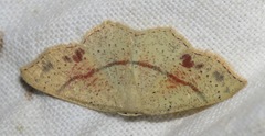 Cyclophora punctaria