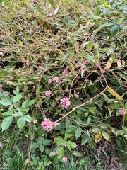Persicaria sagittata