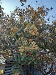 Brachylaena discolor