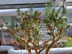 Sedum frutescens