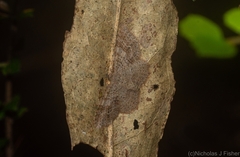 Minoa euthecta