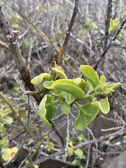 Cryptocarpus pyriformis