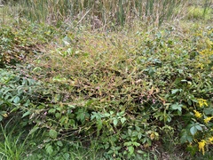 Persicaria sagittata