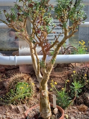 Sedum frutescens