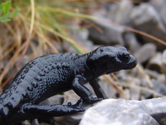 Salamandra atra