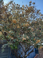 Brachylaena discolor