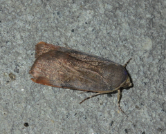 Noctua janthina