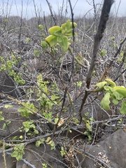 Cryptocarpus pyriformis