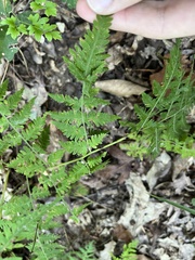 Botrypus virginianus