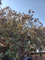 Brachylaena discolor