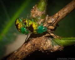 Chalcolampra marmorata